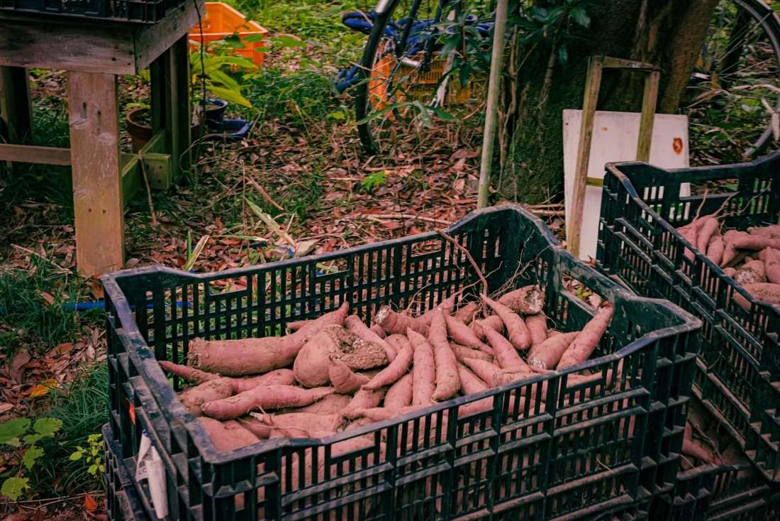 畑に置かれたかごいっぱいのさつまいも