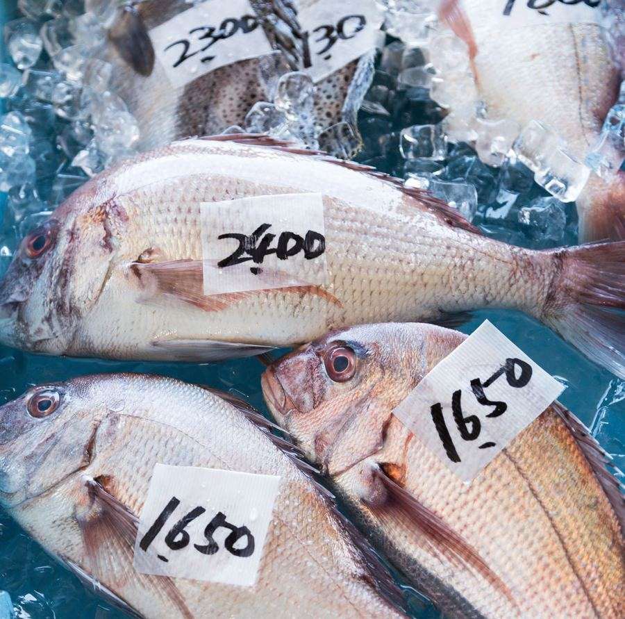真鯛